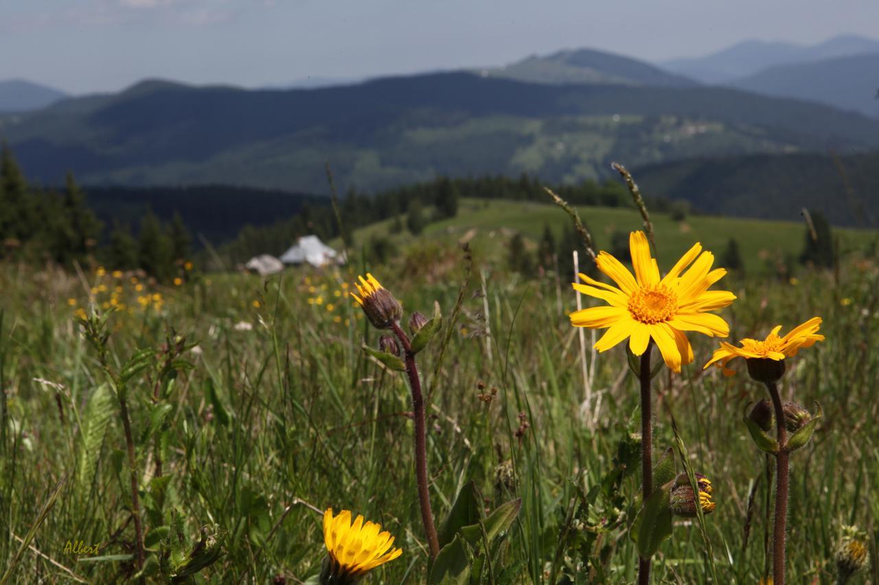 Отель Arnica Montana Арьешени Экстерьер фото
