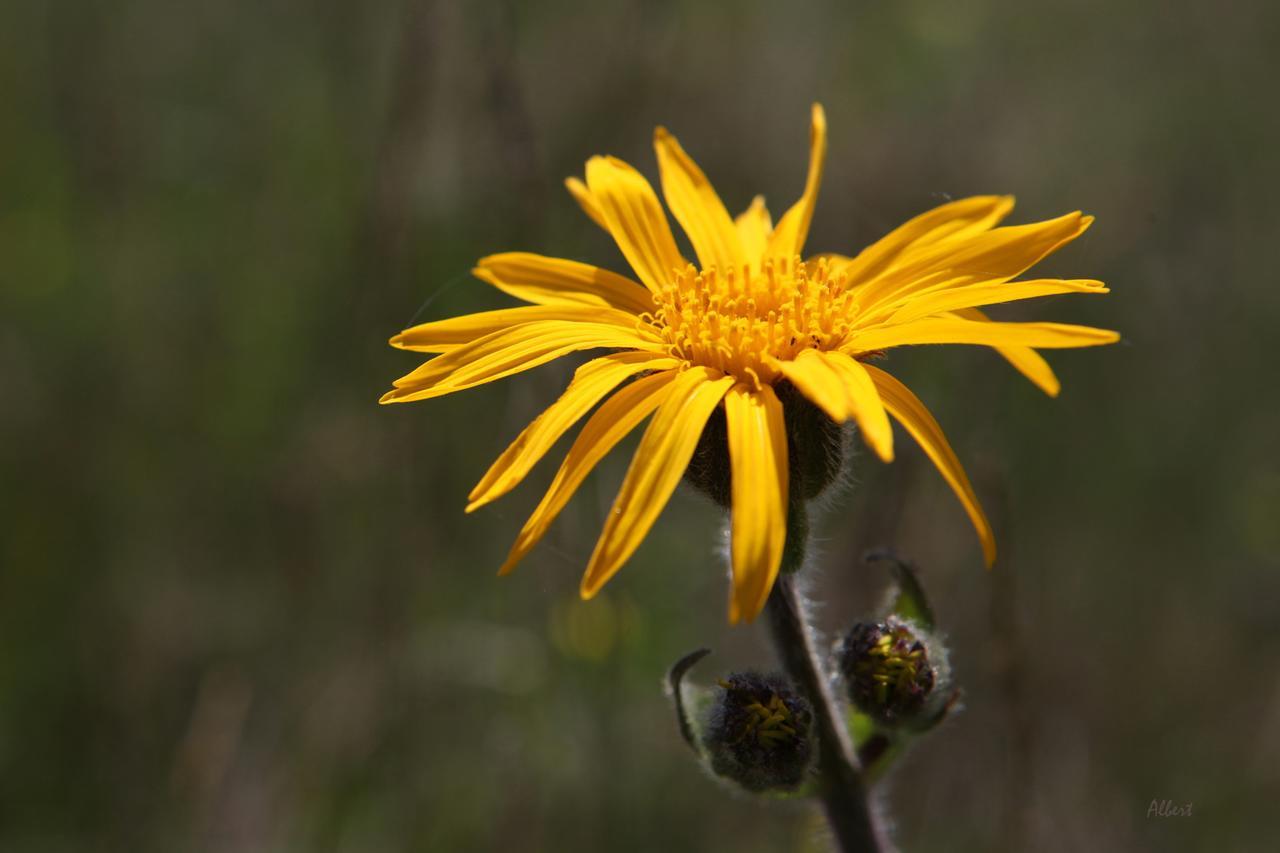 Отель Arnica Montana Арьешени Экстерьер фото
